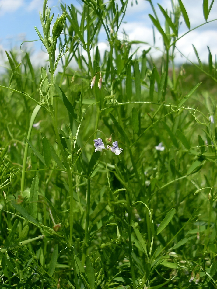 Image of Vicia tetrasperma specimen.