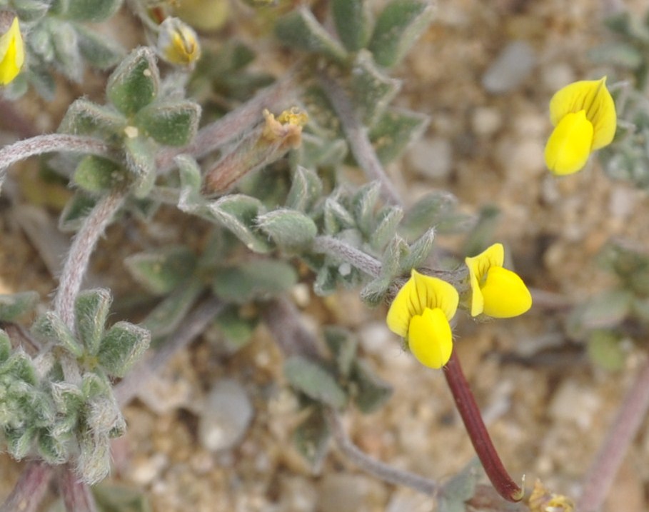 Image of Lotus halophilus specimen.