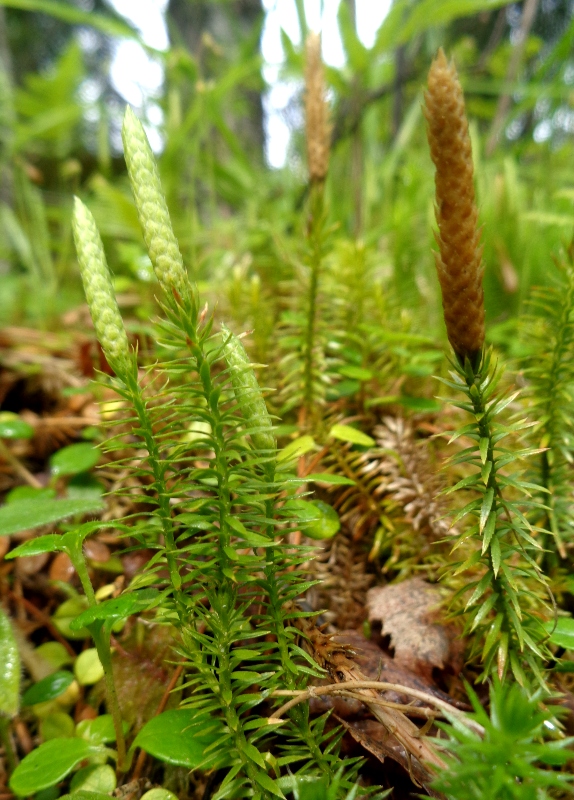 Изображение особи Lycopodium annotinum.