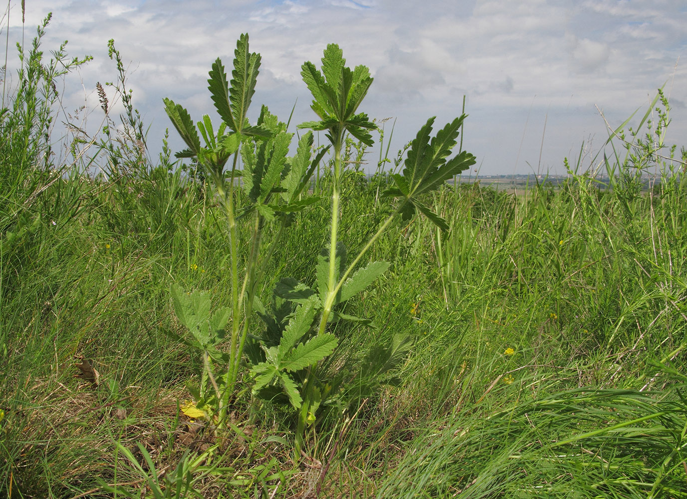 Изображение особи род Potentilla.