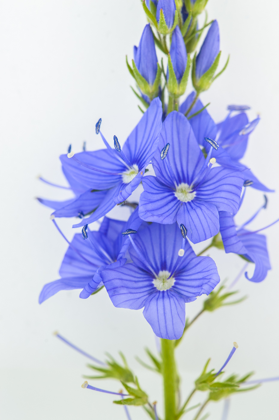 Image of Veronica teucrium specimen.