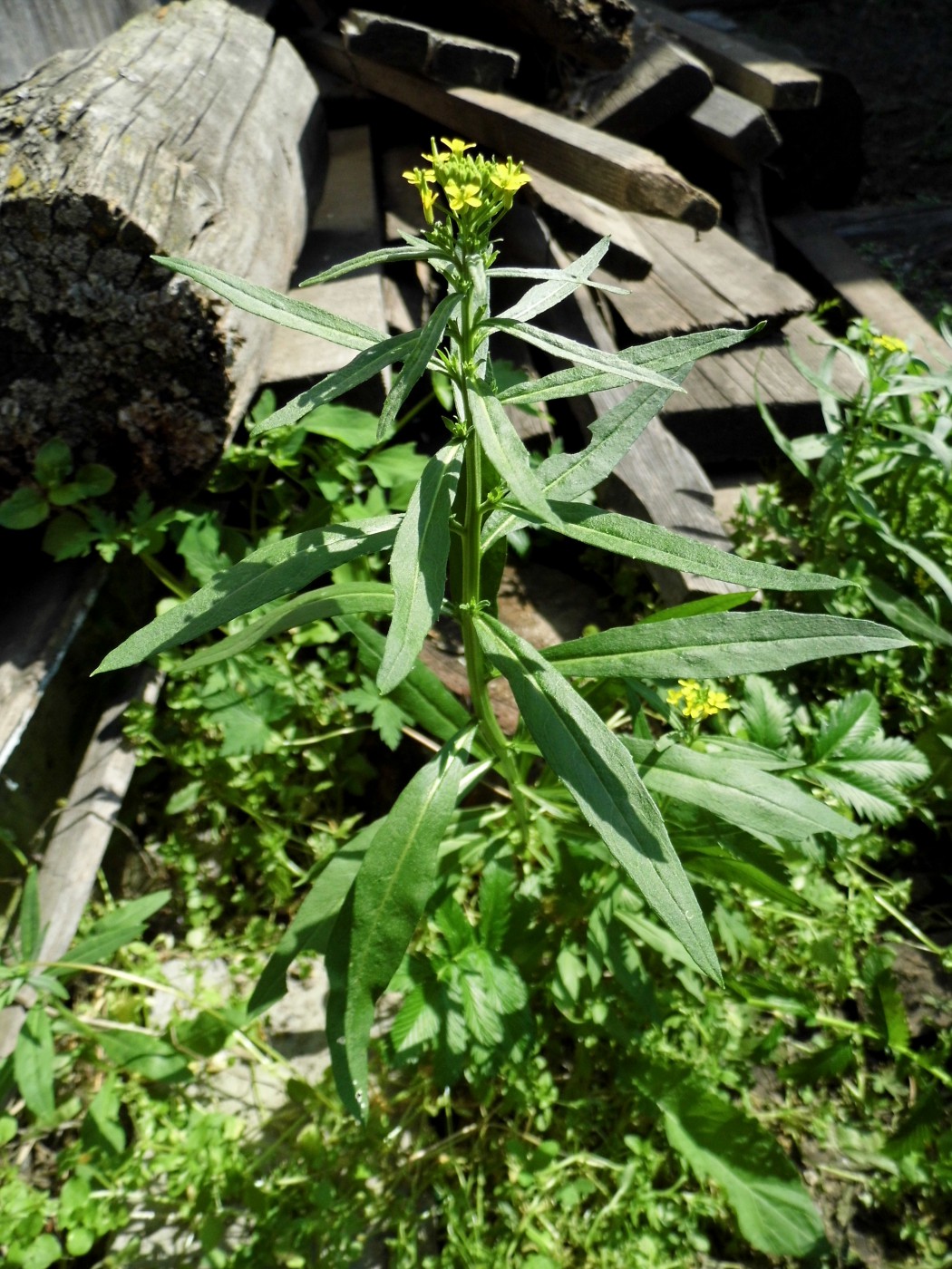 Изображение особи Erysimum cheiranthoides.