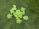 Pistia stratiotes