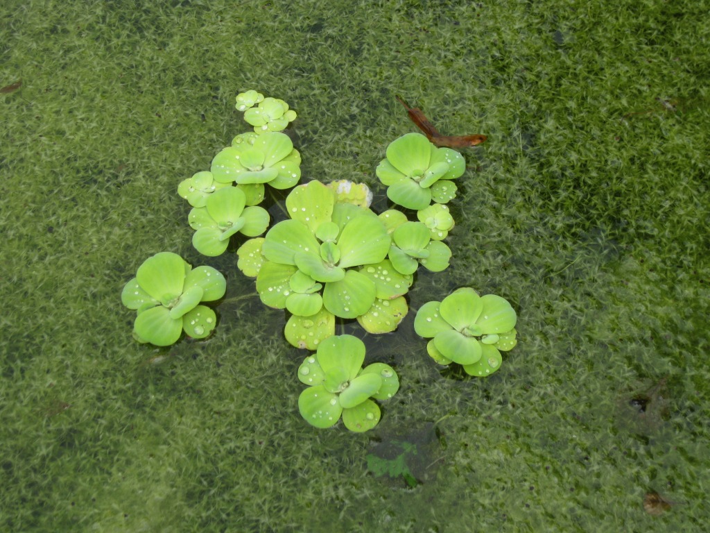 Изображение особи Pistia stratiotes.