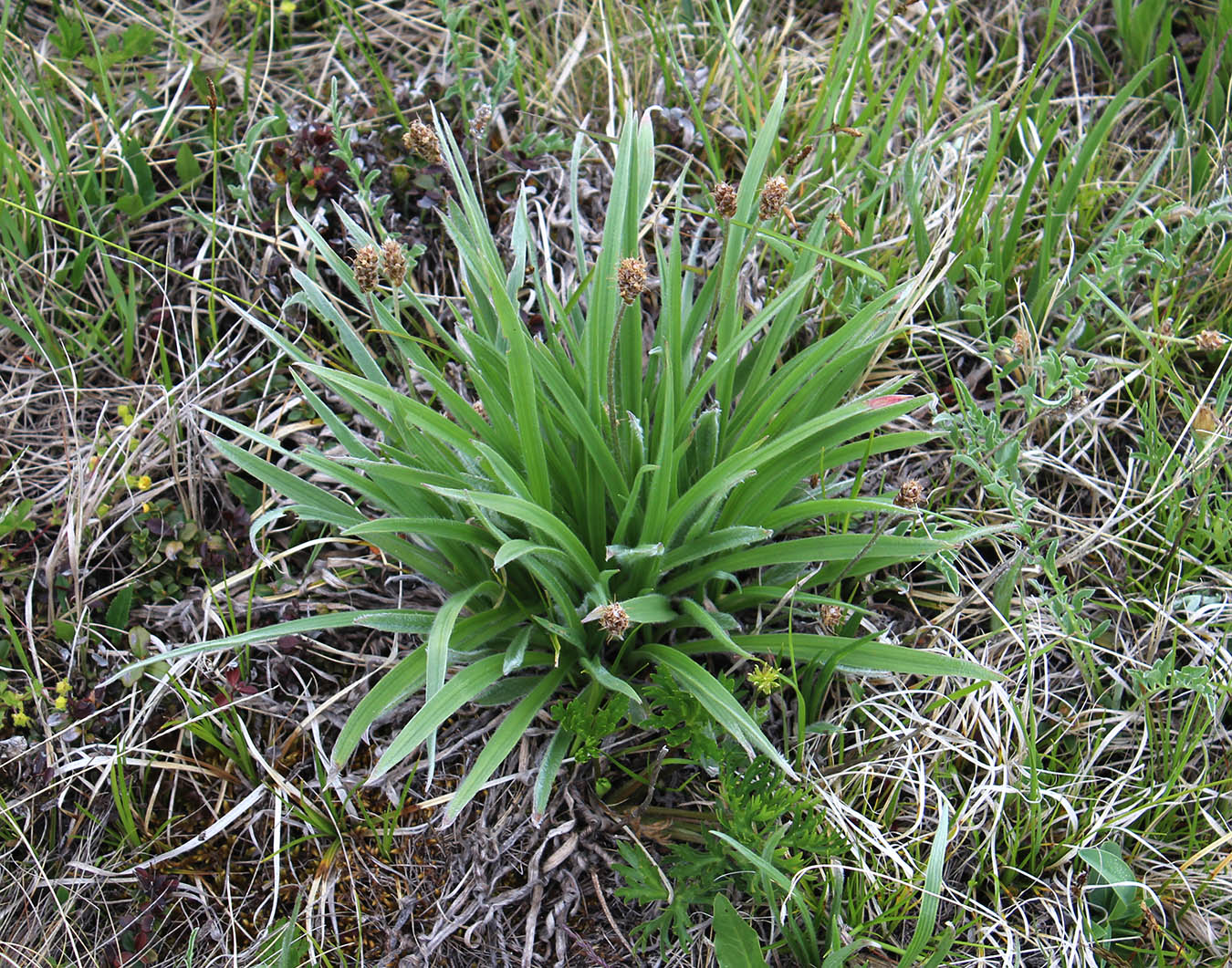 Изображение особи Plantago atrata.