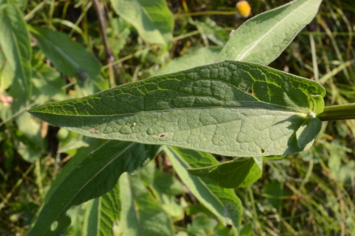 Изображение особи Centaurea phrygia.