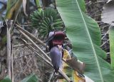 genus Musa