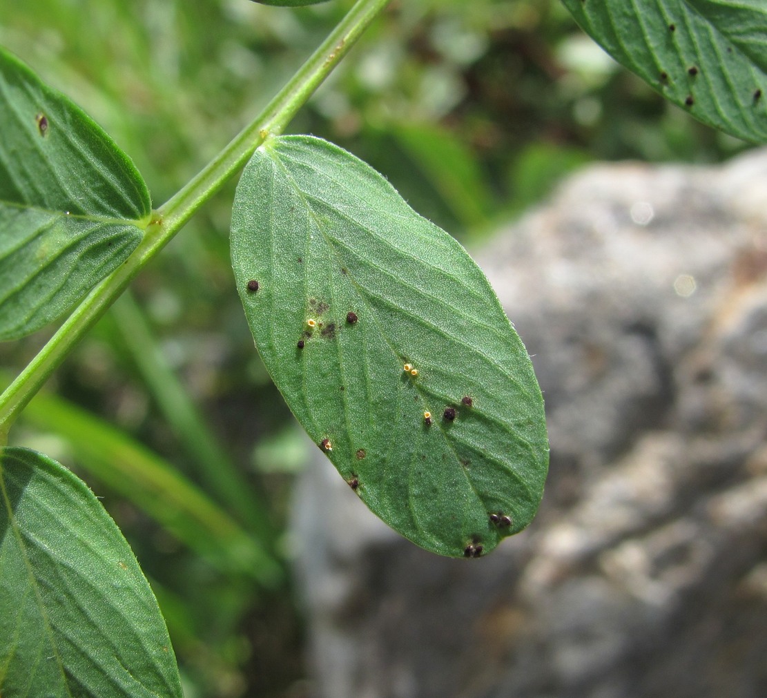 Image of Hedysarum caucasicum specimen.