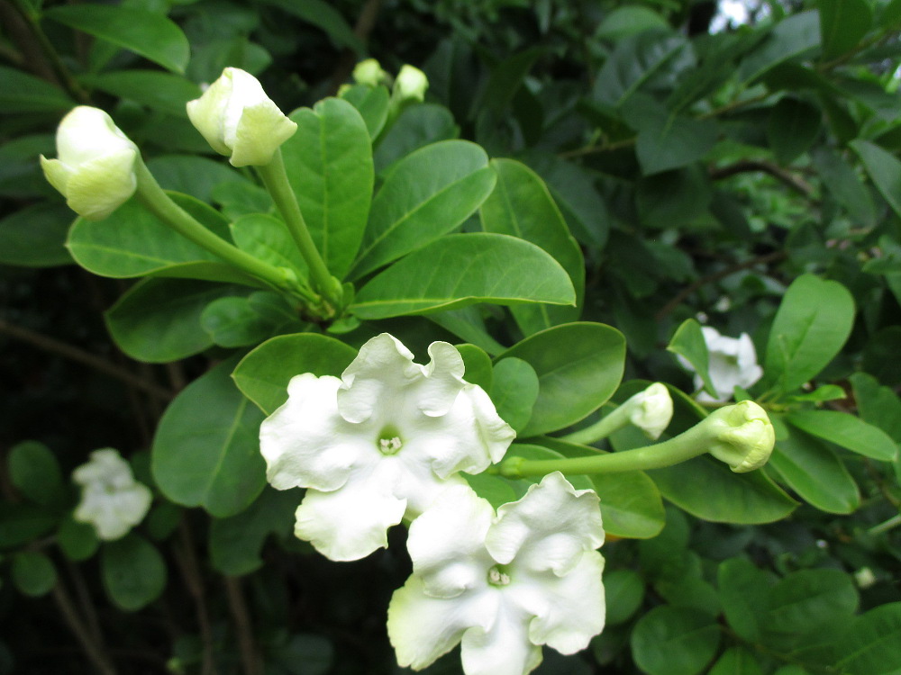 Image of Brunfelsia americana specimen.