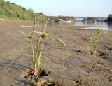 Cyperus glomeratus