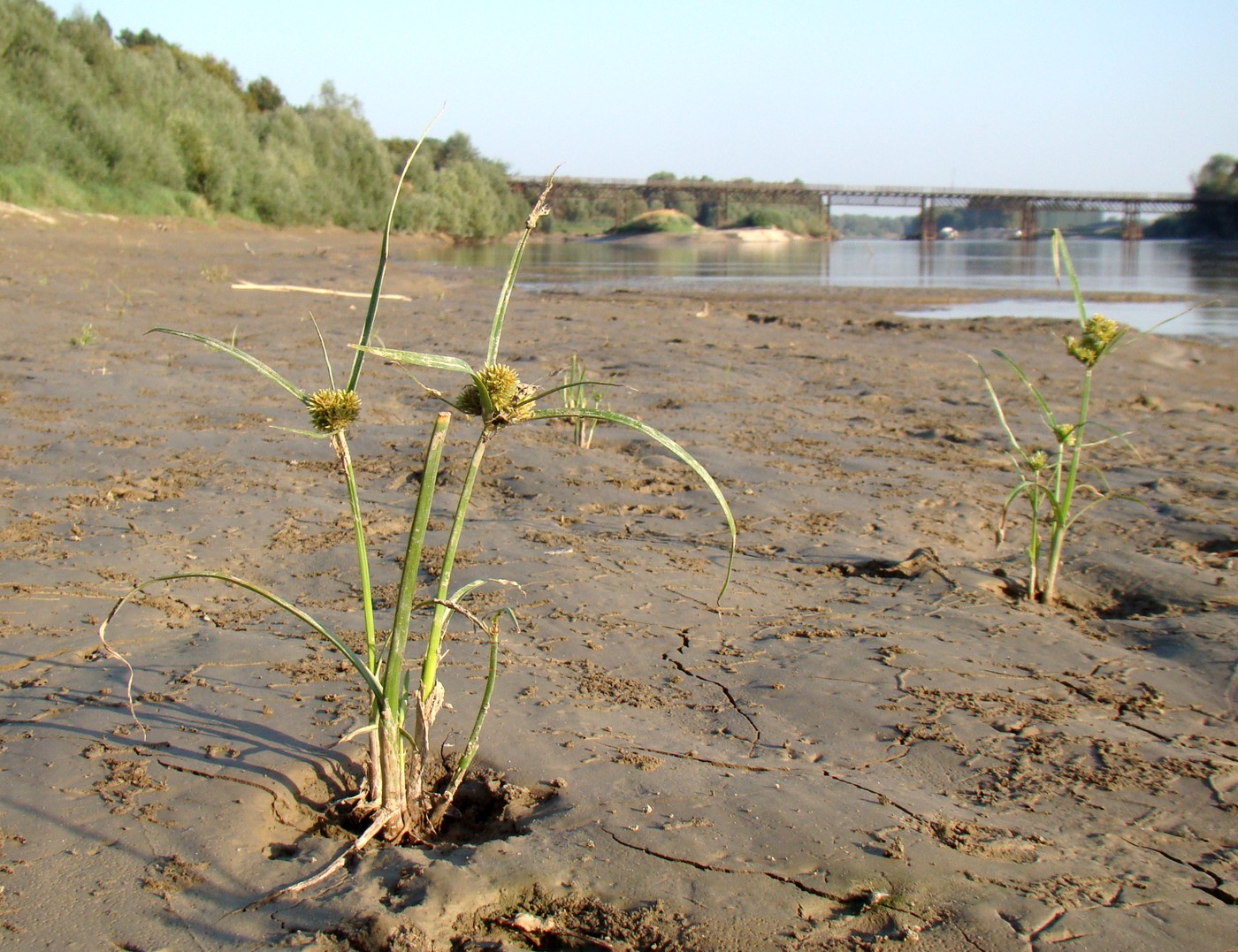 Изображение особи Cyperus glomeratus.