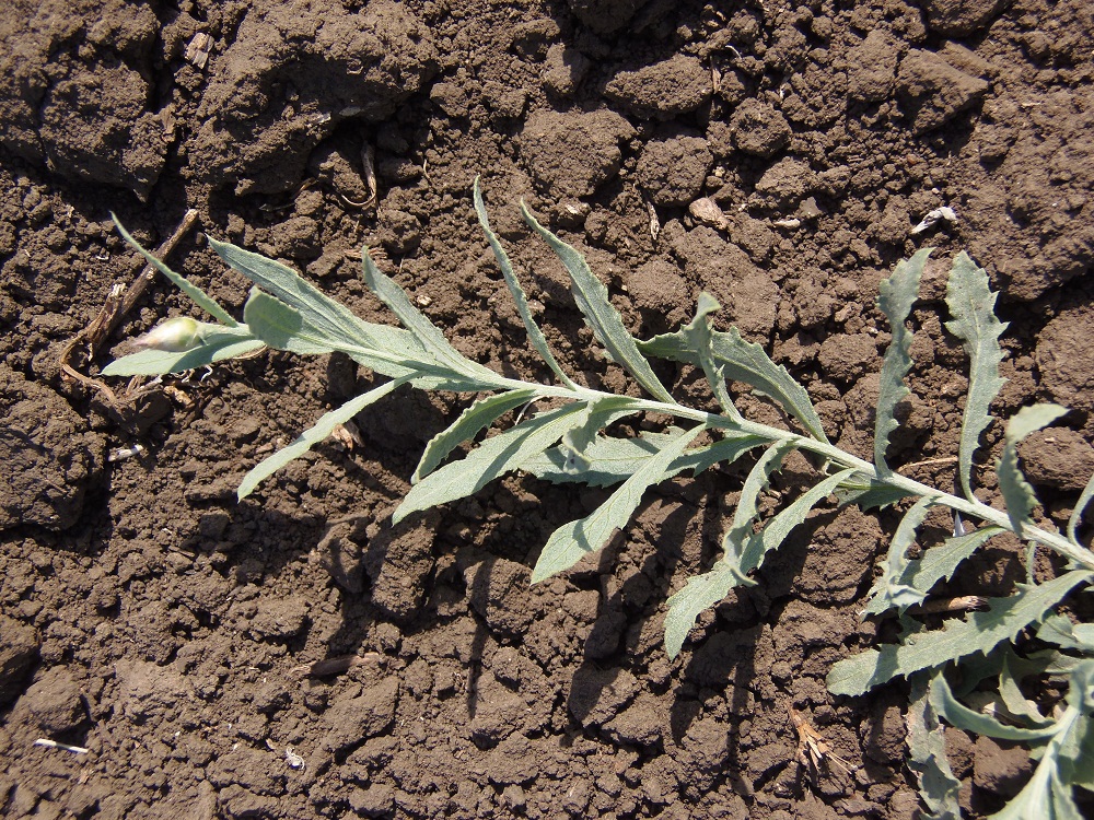 Image of Acroptilon repens specimen.