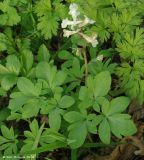 Corydalis marschalliana. Цветущее растение. Дагестан, окр. Махачкалы. 07.04.2010.