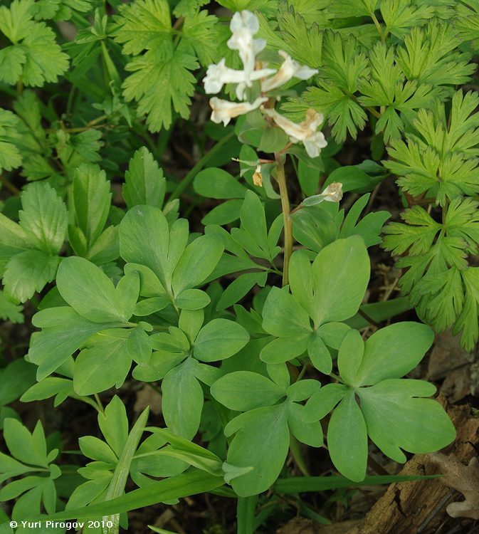 Image of Corydalis marschalliana specimen.