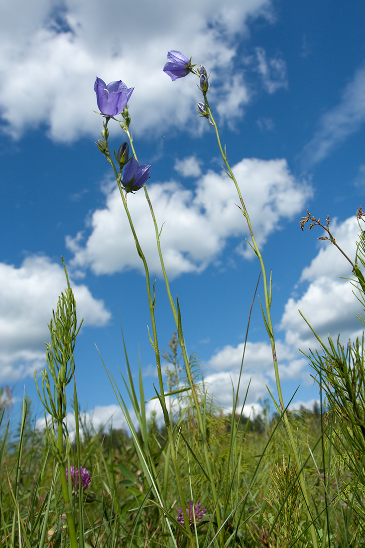 Изображение особи Campanula persicifolia.