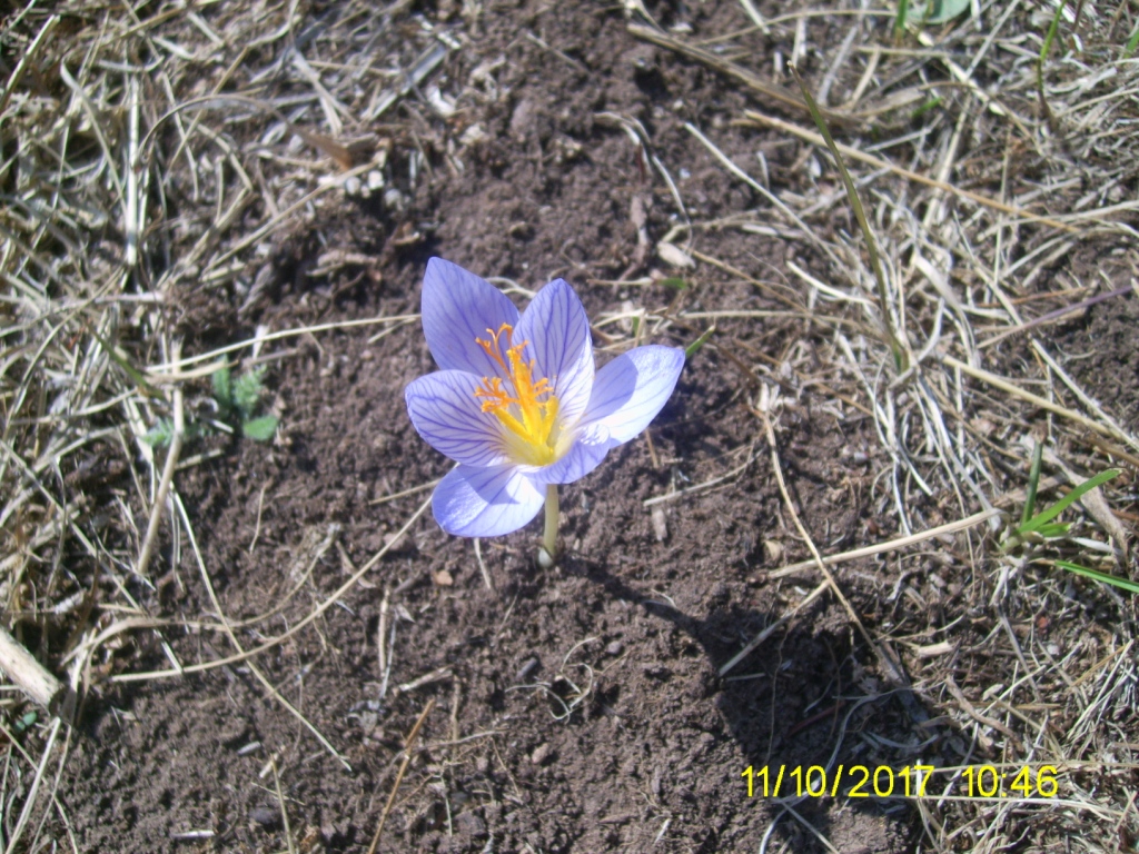 Image of Crocus speciosus specimen.