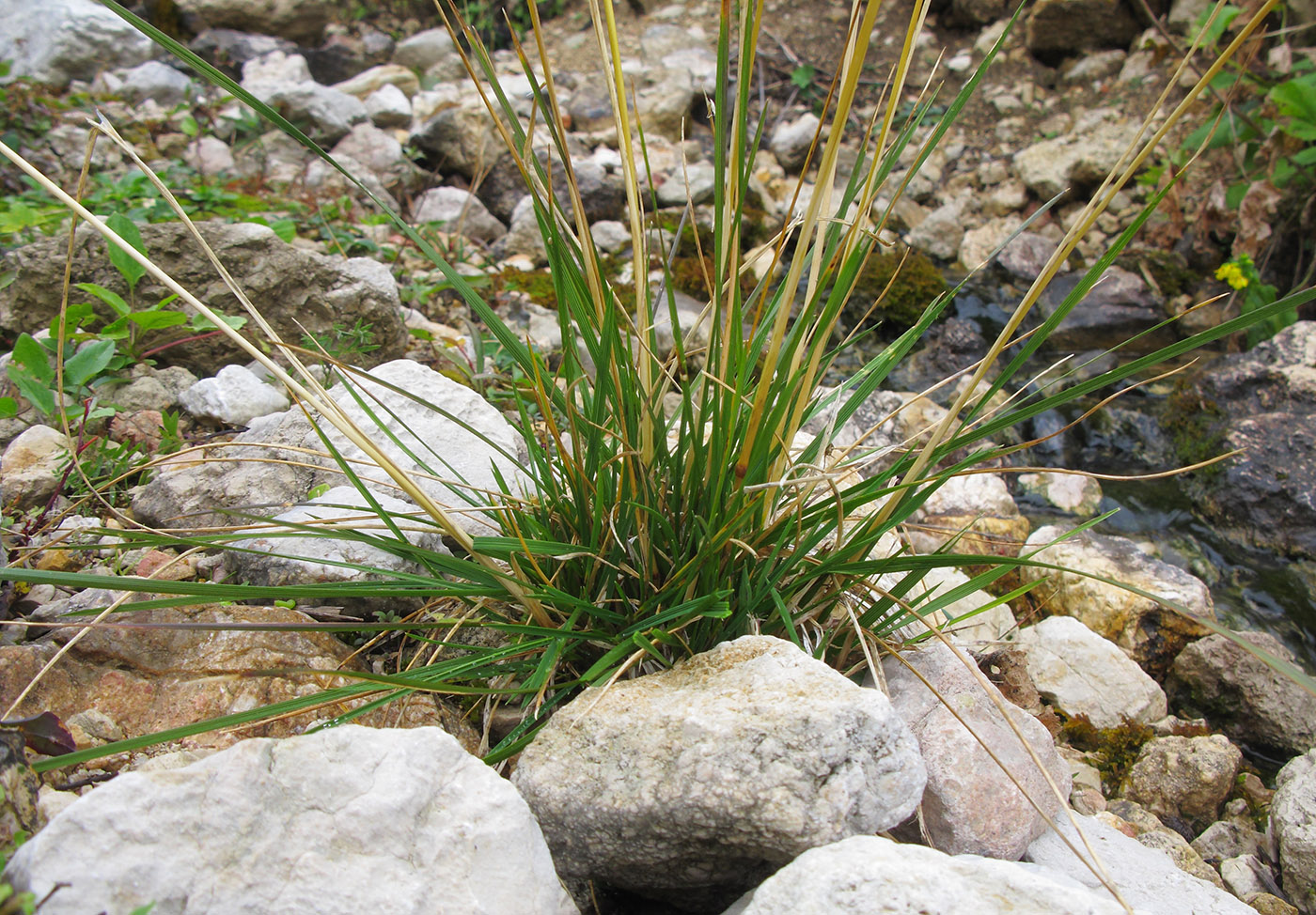 Image of Deschampsia cespitosa specimen.