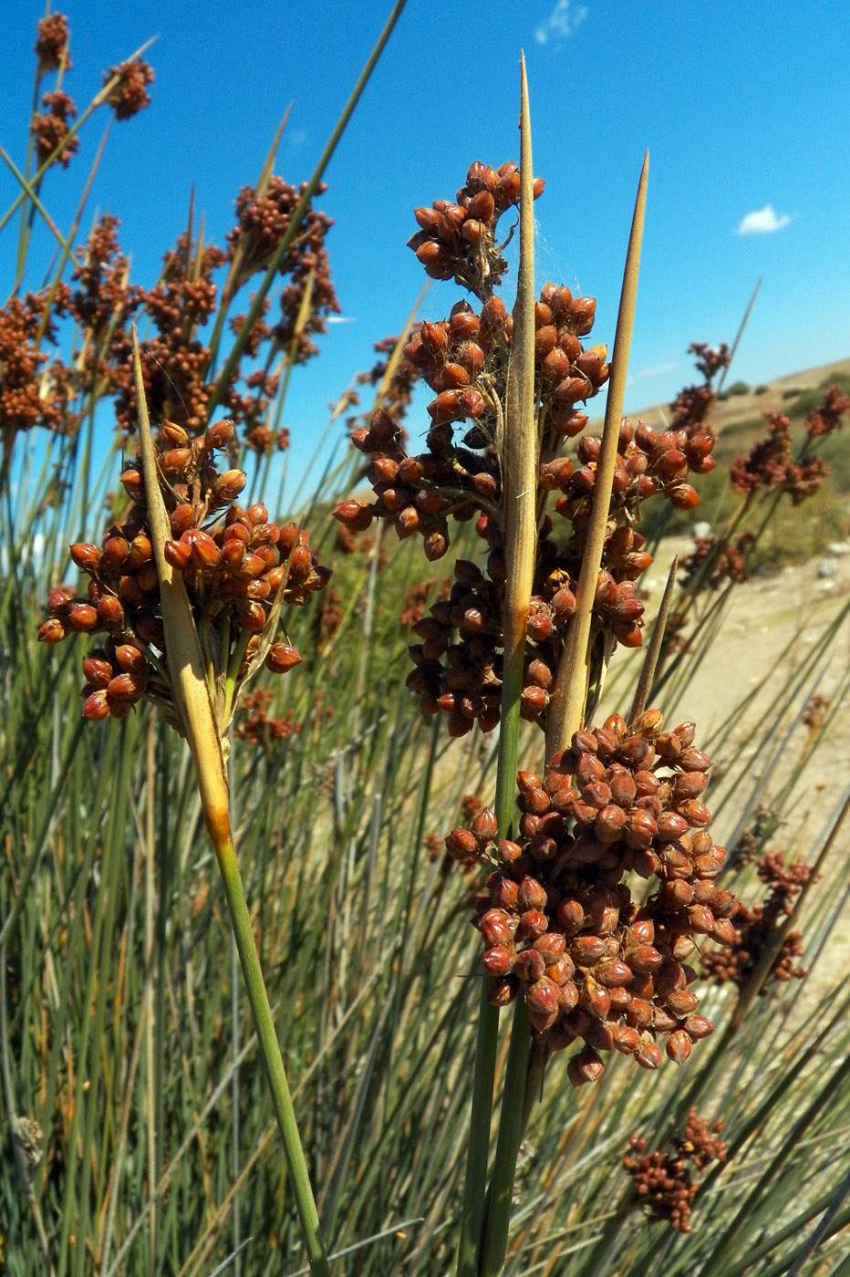 Изображение особи Juncus acutus.