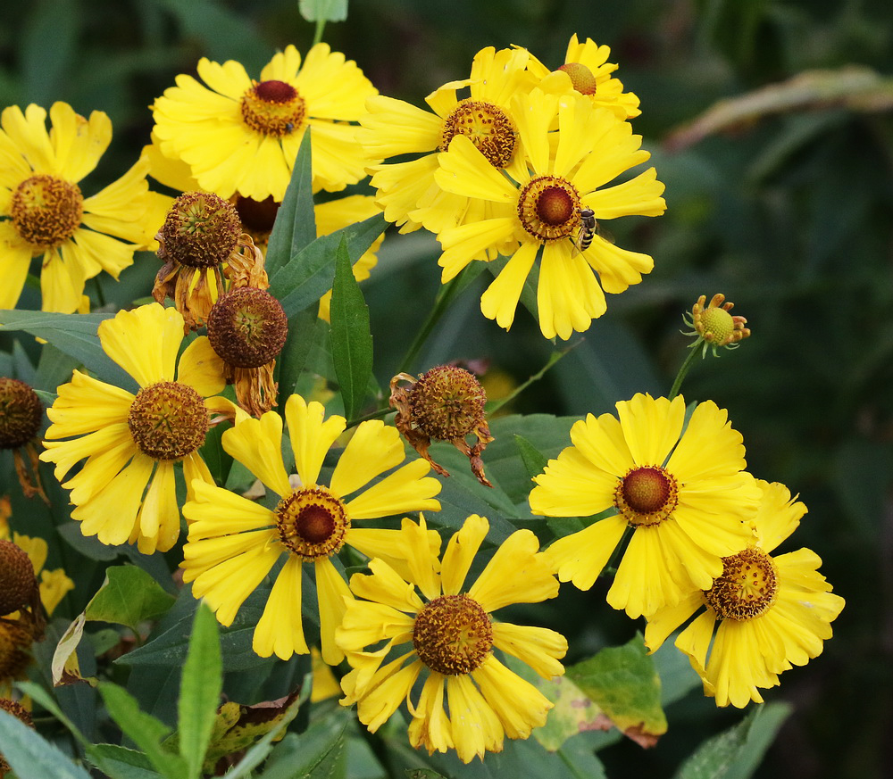 Изображение особи Helenium autumnale.