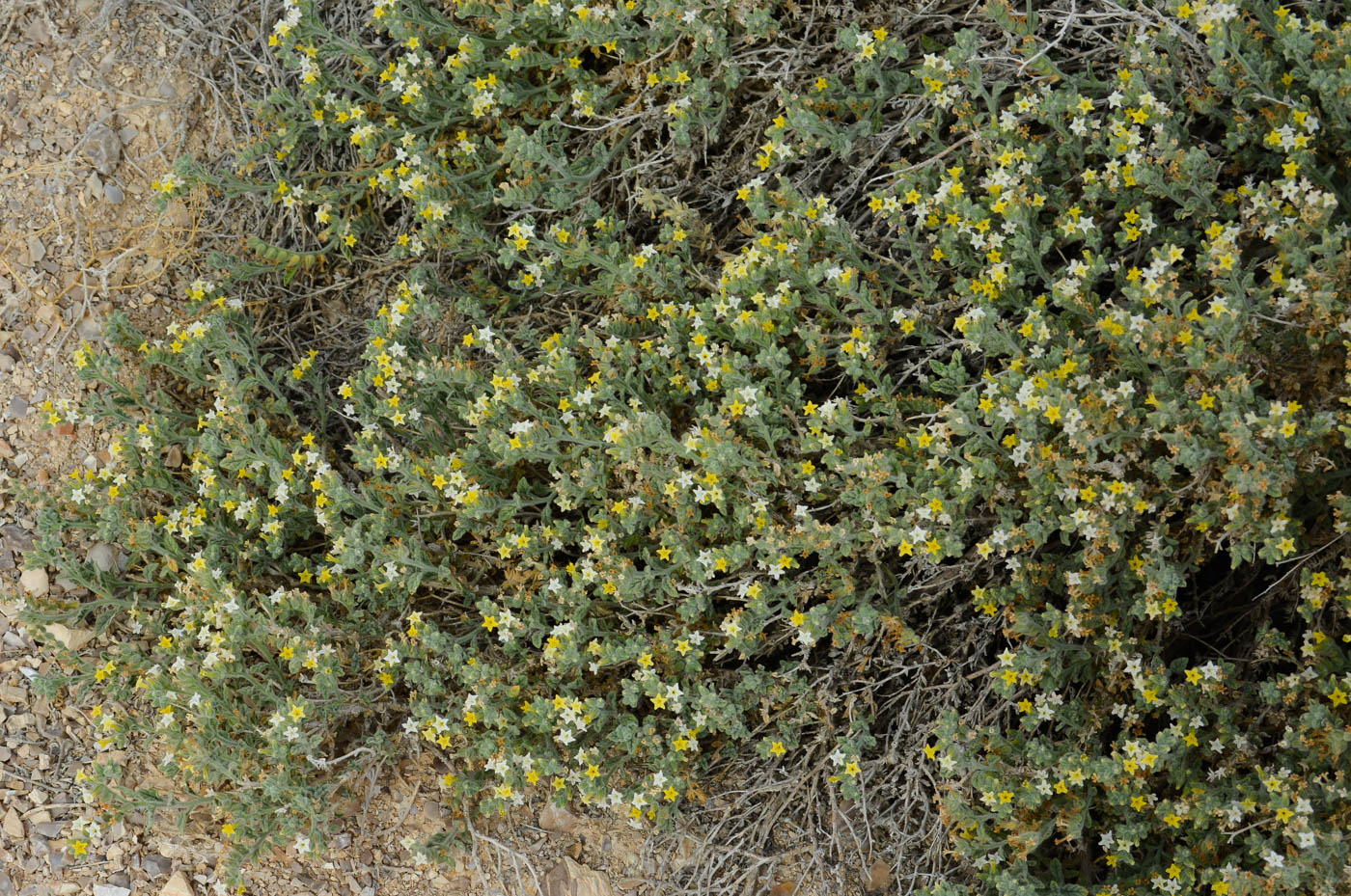 Изображение особи Heliotropium arbainense.