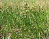 Carex praecox