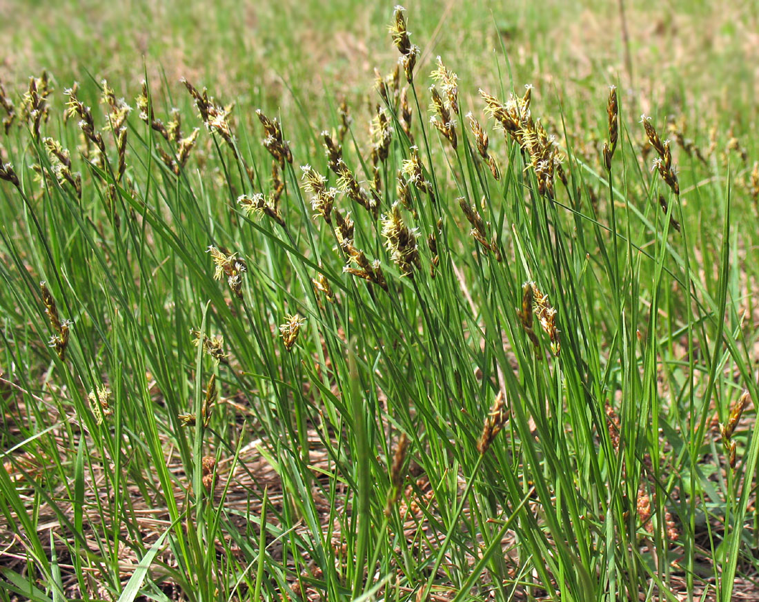 Изображение особи Carex praecox.