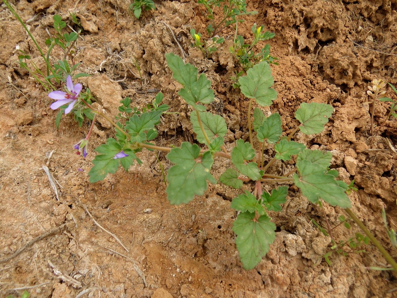 Изображение особи Erodium oxyrhynchum.