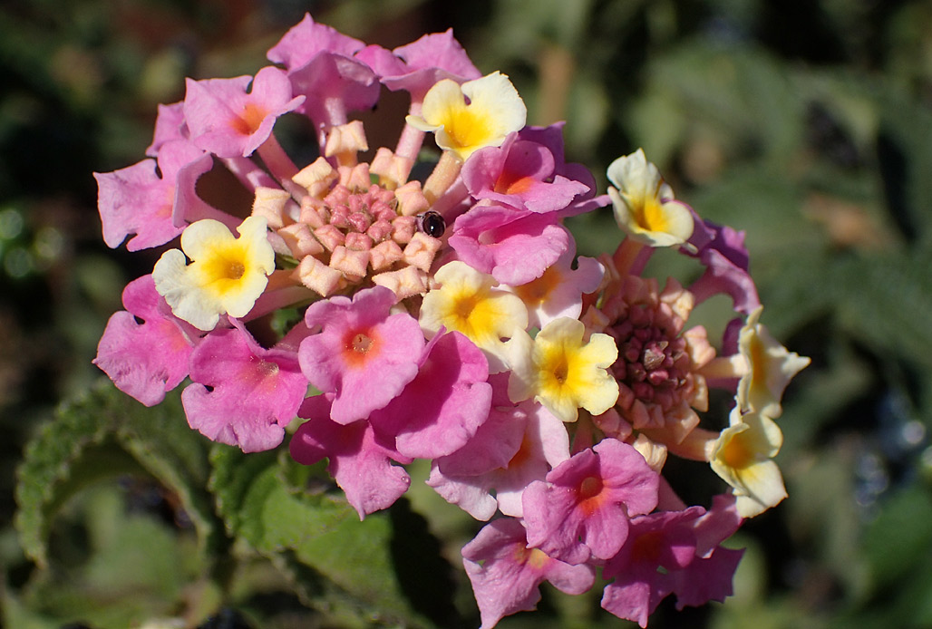 Image of Lantana camara specimen.