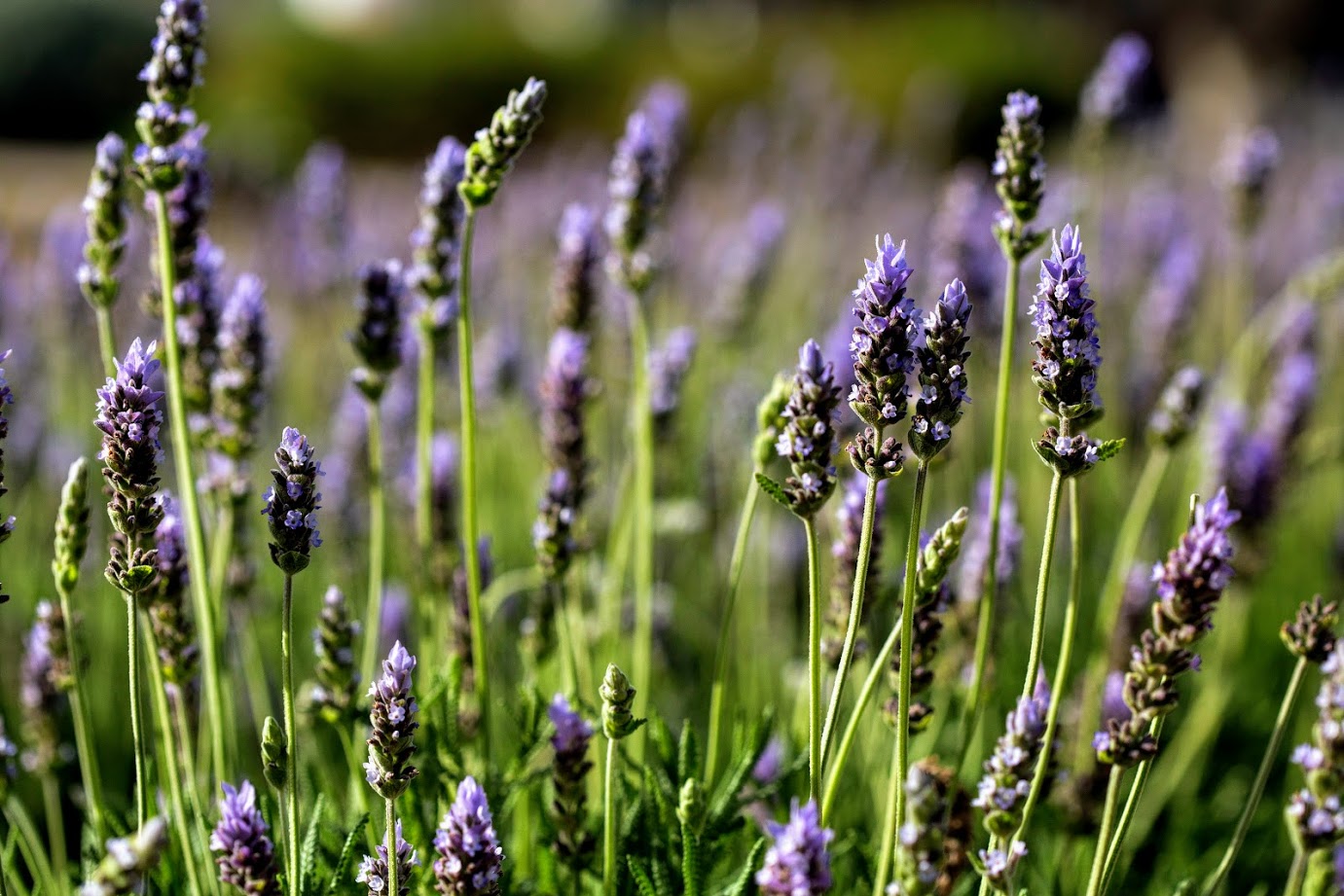 Image of Lavandula dentata specimen.