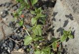 Anagallis arvensis