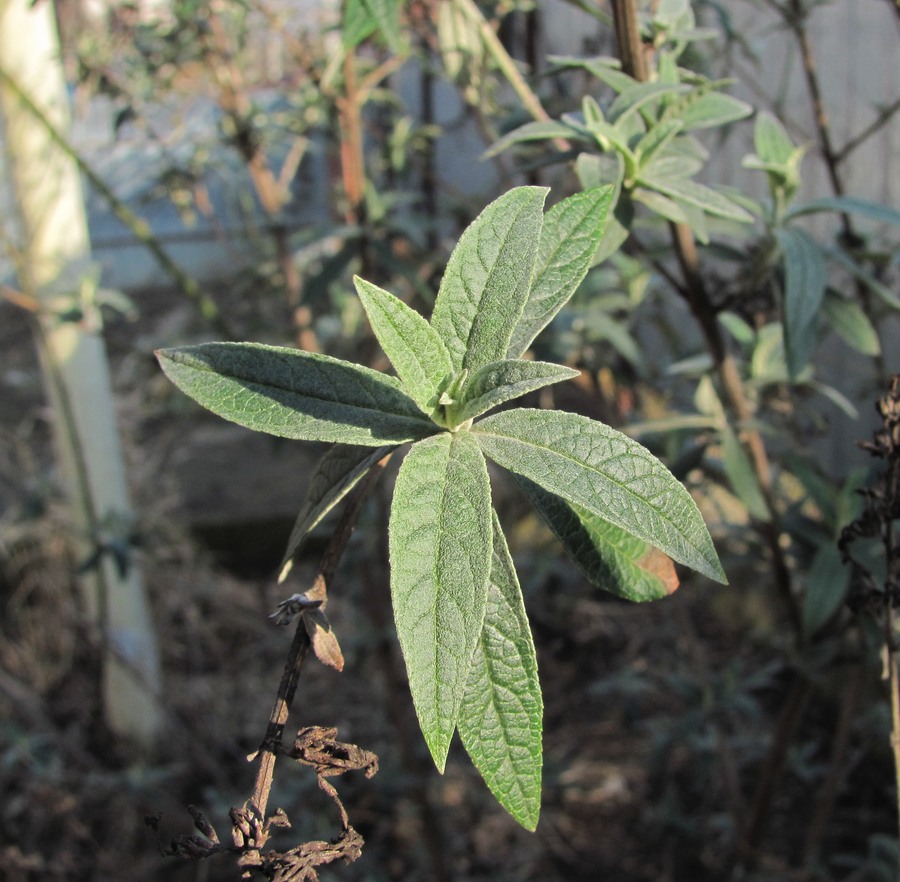 Image of Buddleja davidii specimen.