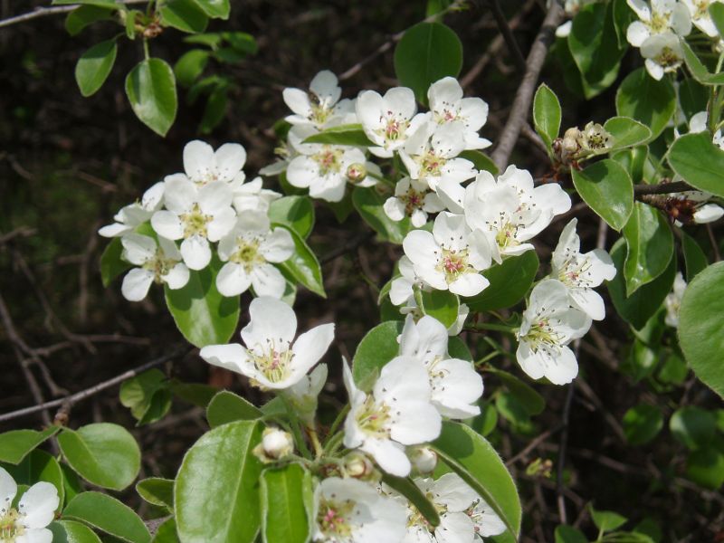 Image of Pyrus pyraster specimen.