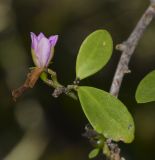 genus Pereskia