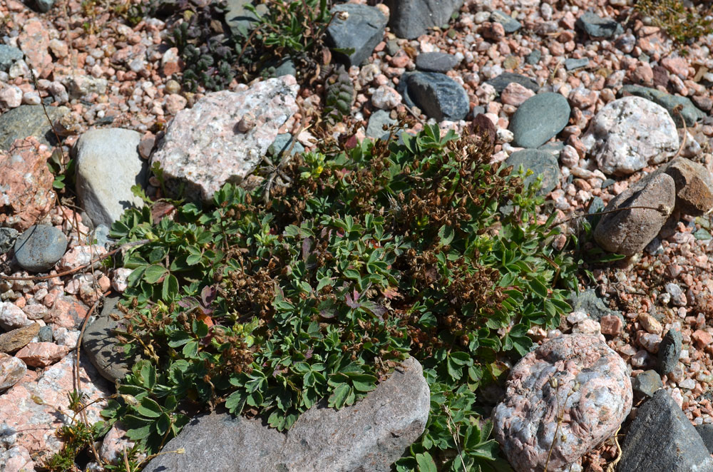 Image of Sibbaldia procumbens specimen.