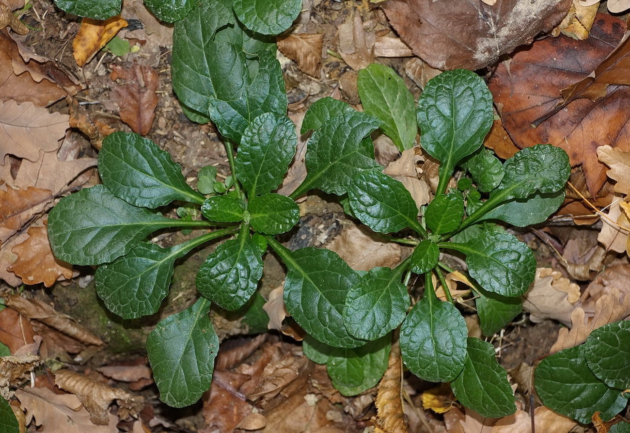 Image of Ajuga reptans specimen.