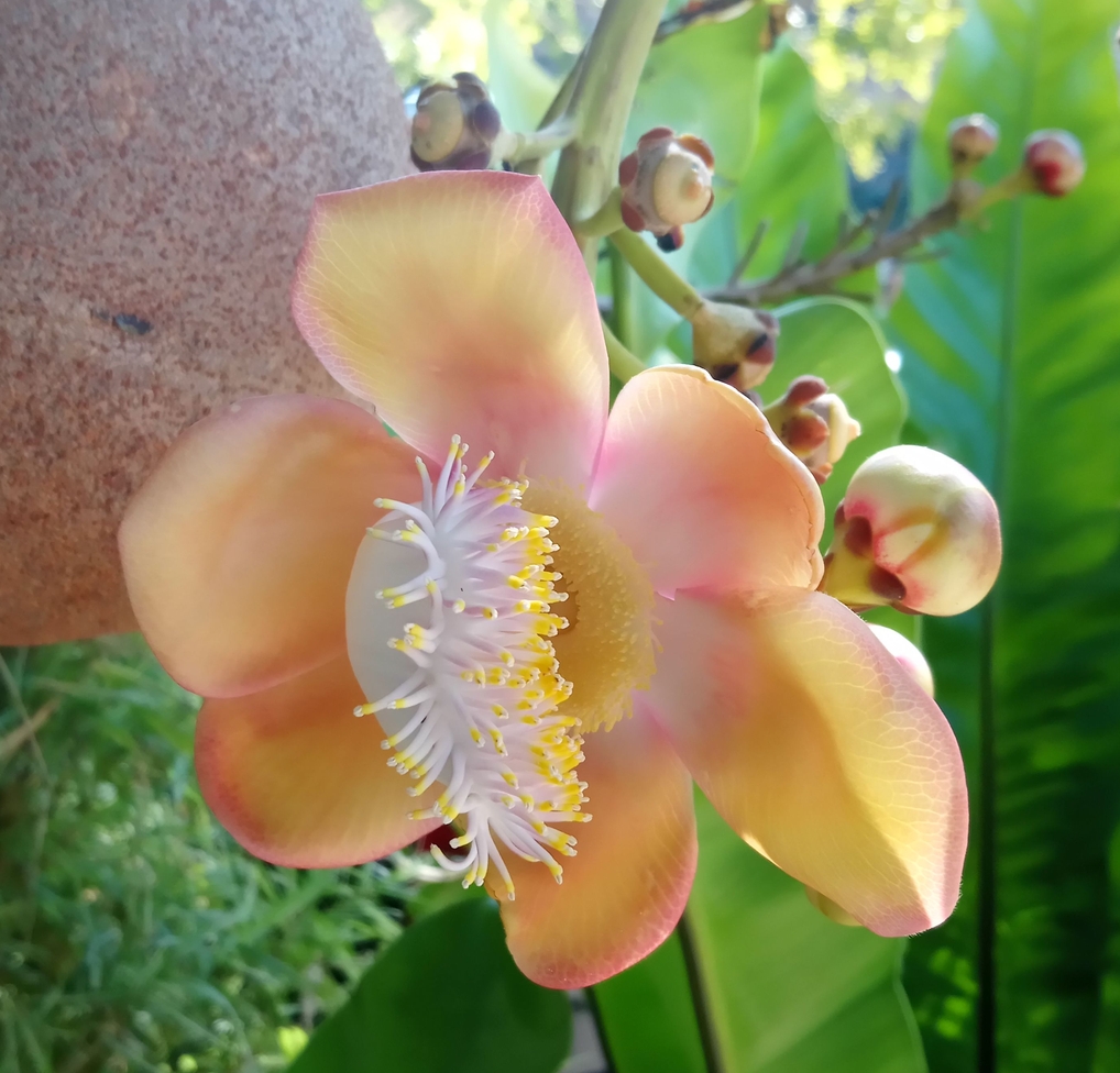 Image of Couroupita guianensis specimen.