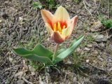 Tulipa kaufmanniana