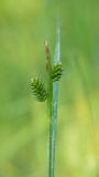 Carex pallescens