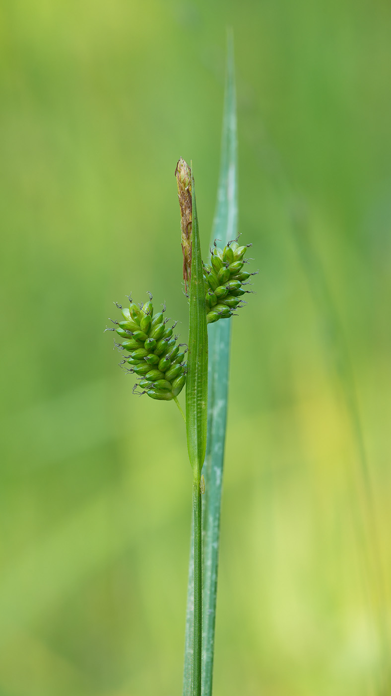 Изображение особи Carex pallescens.