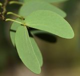 Lysiphyllum gilvum