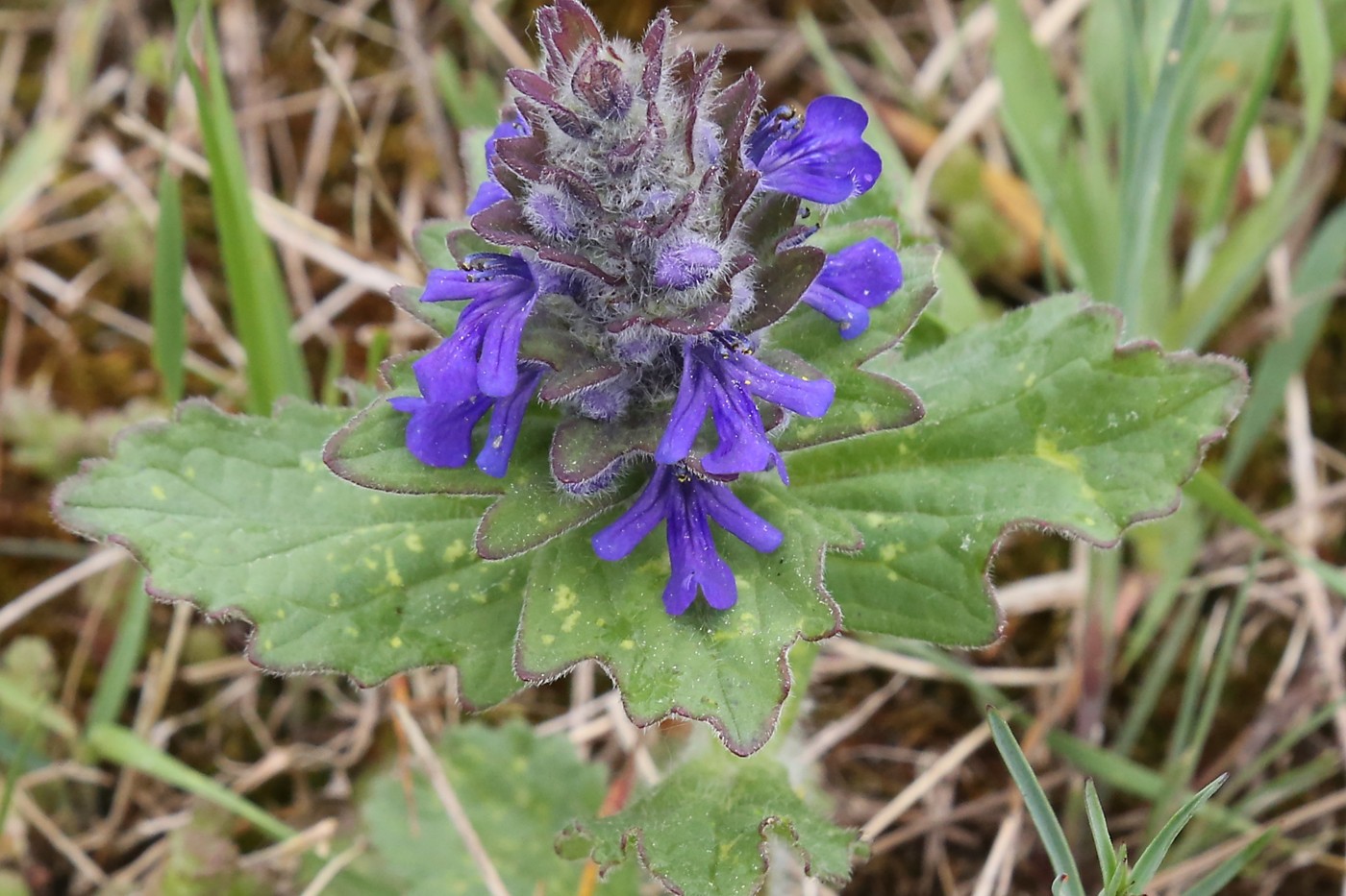 Изображение особи Ajuga genevensis.