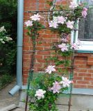 Clematis × jackmanii. Цветущее растение. Краснодарский край, г. Тихорецк, в культуре. 13.05.2018.