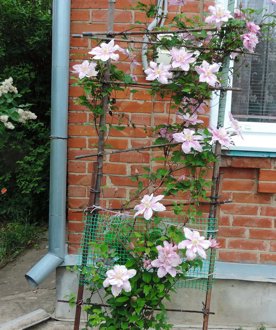 Image of Clematis &times; jackmanii specimen.