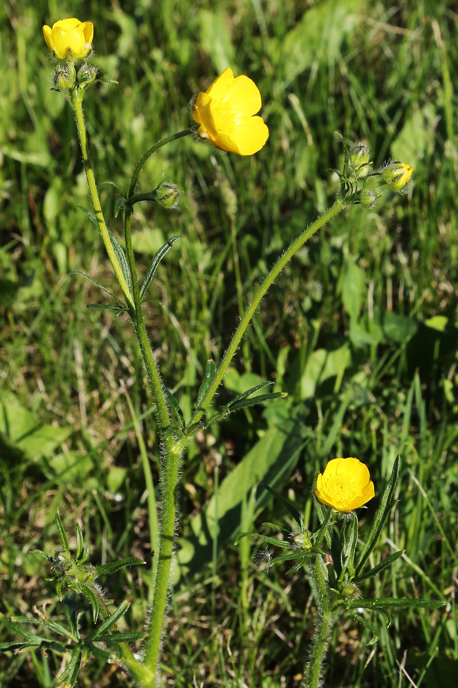 Image of Ranunculus polyanthemos specimen.