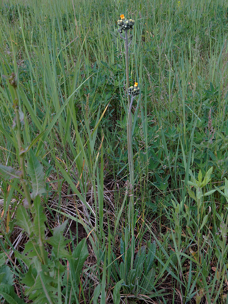 Image of Pilosella cymosa specimen.