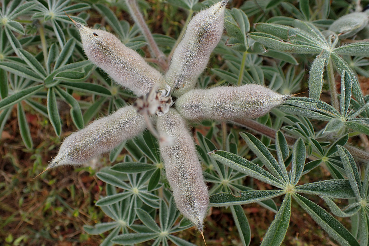 Image of Lupinus pilosus specimen.