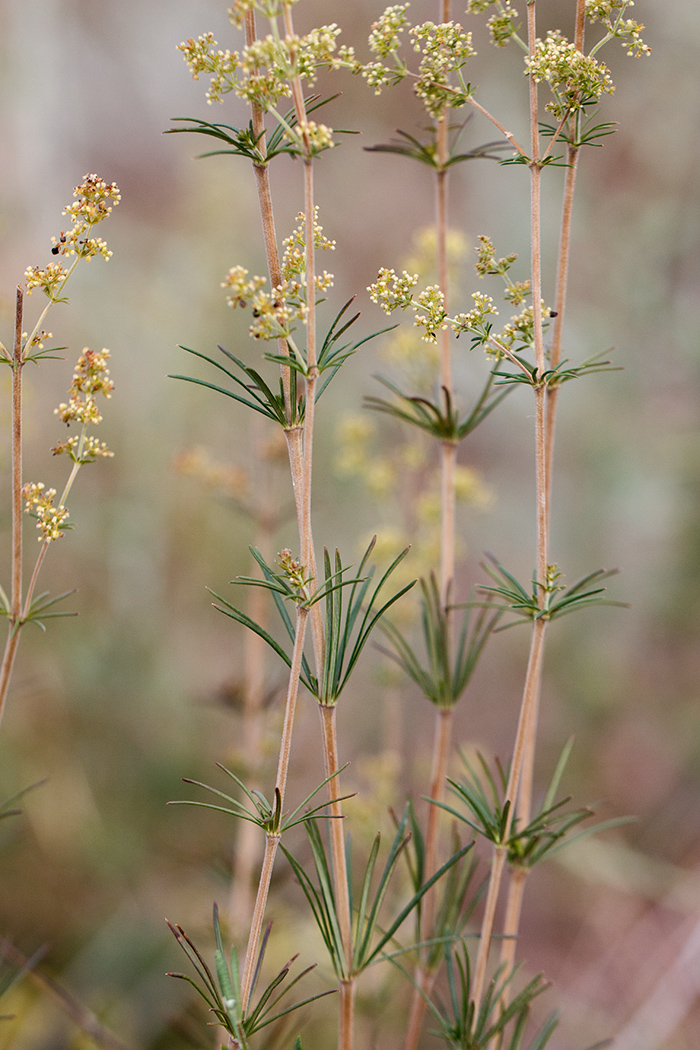 Image of Galium verum specimen.
