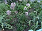 род Allium