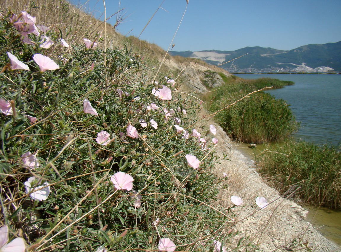 Image of Convolvulus cantabrica specimen.