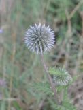 Echinops sphaerocephalus. Соцветие. Республика Северная Осетия-Алания, окр. с. Нижний Ларс, обочина дороги. 30.07.2018.